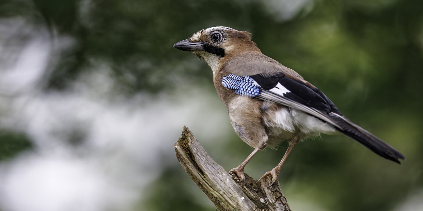 À la découverte des oiseaux forestiers